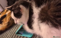 Domestic Shorthair cats for sale: Spot and milly - Image 3