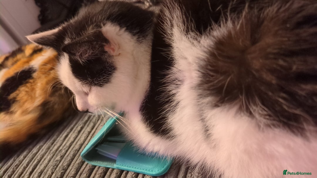 Domestic Shorthair cats for sale: Spot and milly - Image 3
