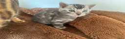 Bengal cats for sale: Rare Silver Grey Marbled Bengal TICA Kittens  - Advert 3