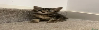 Mixed Breed Kitten 2