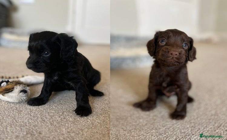 Cocker Spaniel dogs - Advert 14