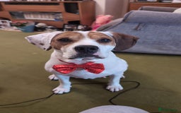 Mixed Breed dogs for adoption: Jenny , a Cyprus sweetheart ♥️  - Image 1