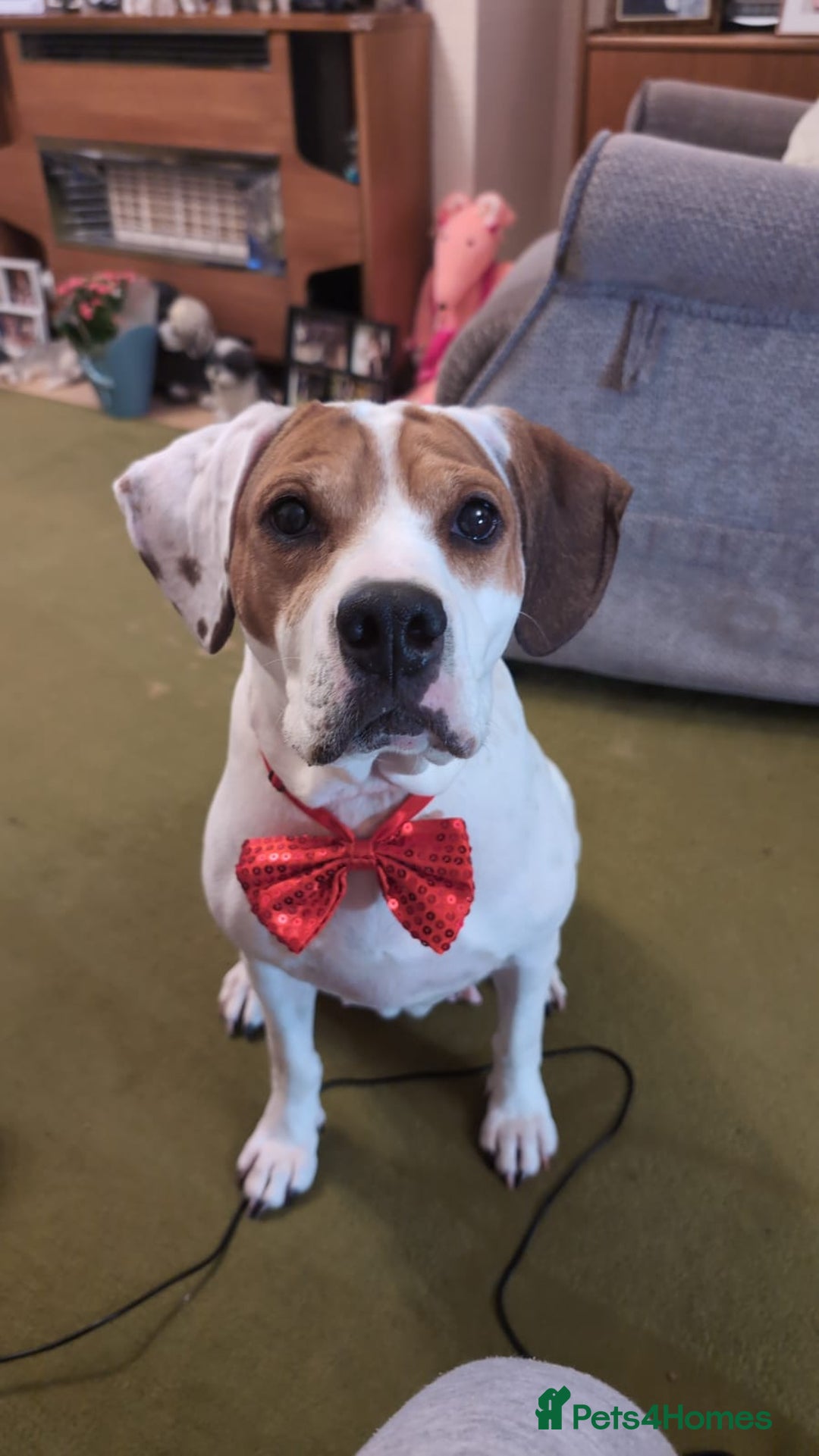 Mixed Breed dogs for adoption: Jenny , a Cyprus sweetheart ♥️  - Image 1