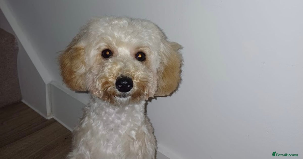 Adorable Cockapoo x Mini Poodle for sale in London | Pets4Homes