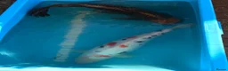 Koi Carp fish for sale: Koi collection  in London - Advert 3