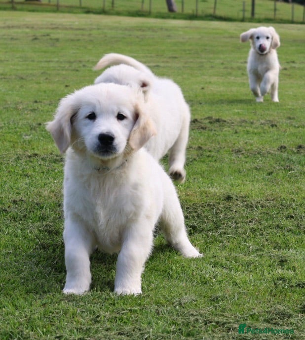 Golden Retriever dogs Wonderful Golden retriever puppies  - Advert 2