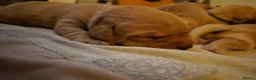 Labrador Retriever dogs for sale: Red fox labrador puppies  in Rotherham - Advert 3