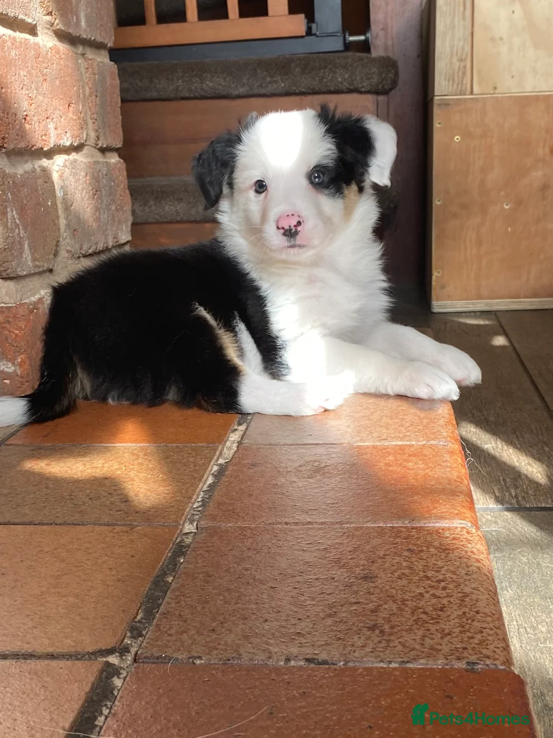 Border Collie dogs for stud: Tri coloured border collie for stud in Stafford - Advert 19