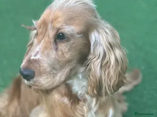 Cocker Spaniel dogs for sale: Gorgeous KC Show Cocker Spaniel Male for sale - Advert 1