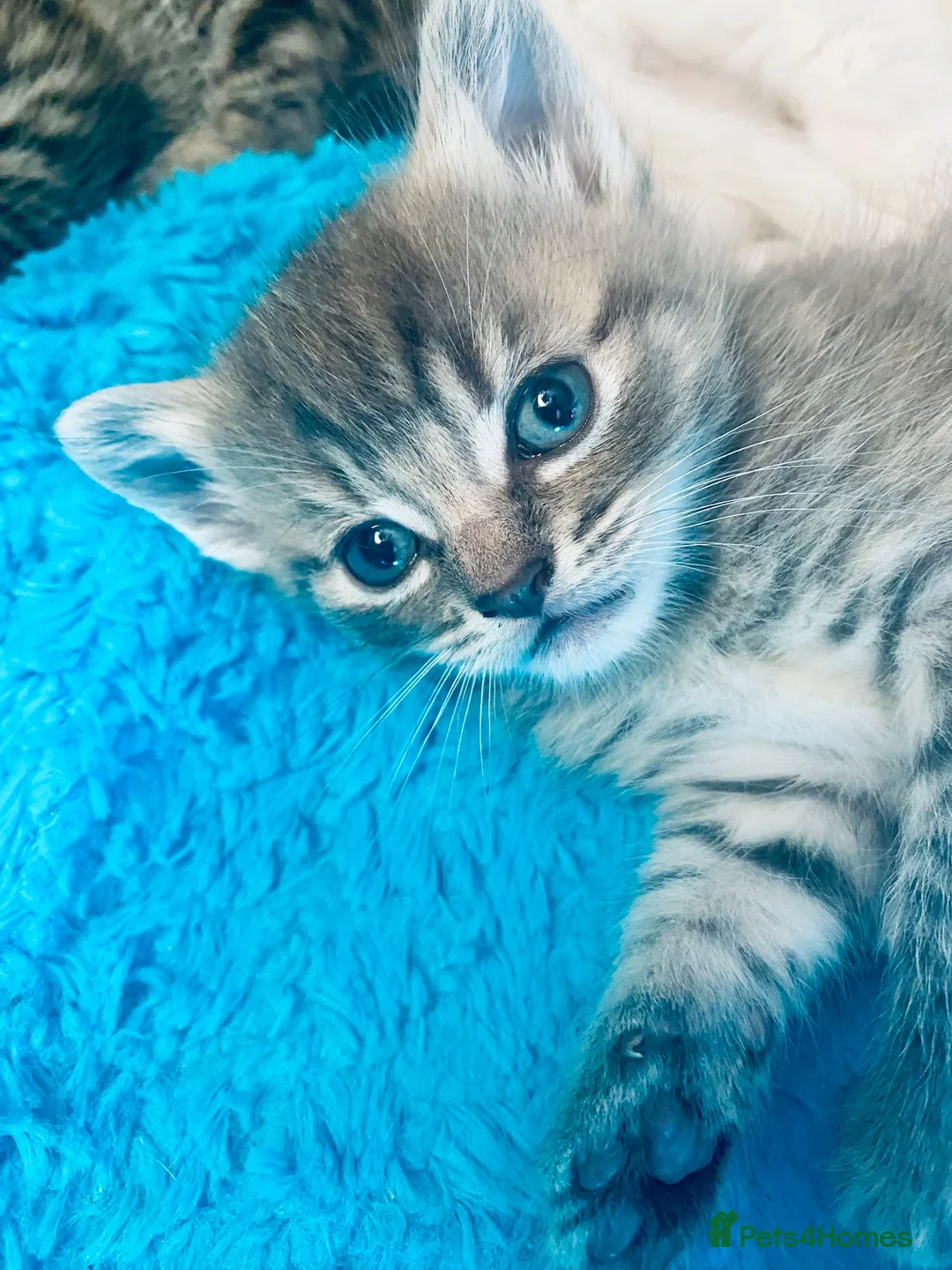 Mixed Breed cats for sale: Beautiful bengal/ khao manee kittens  in Caerphilly - Advert 2