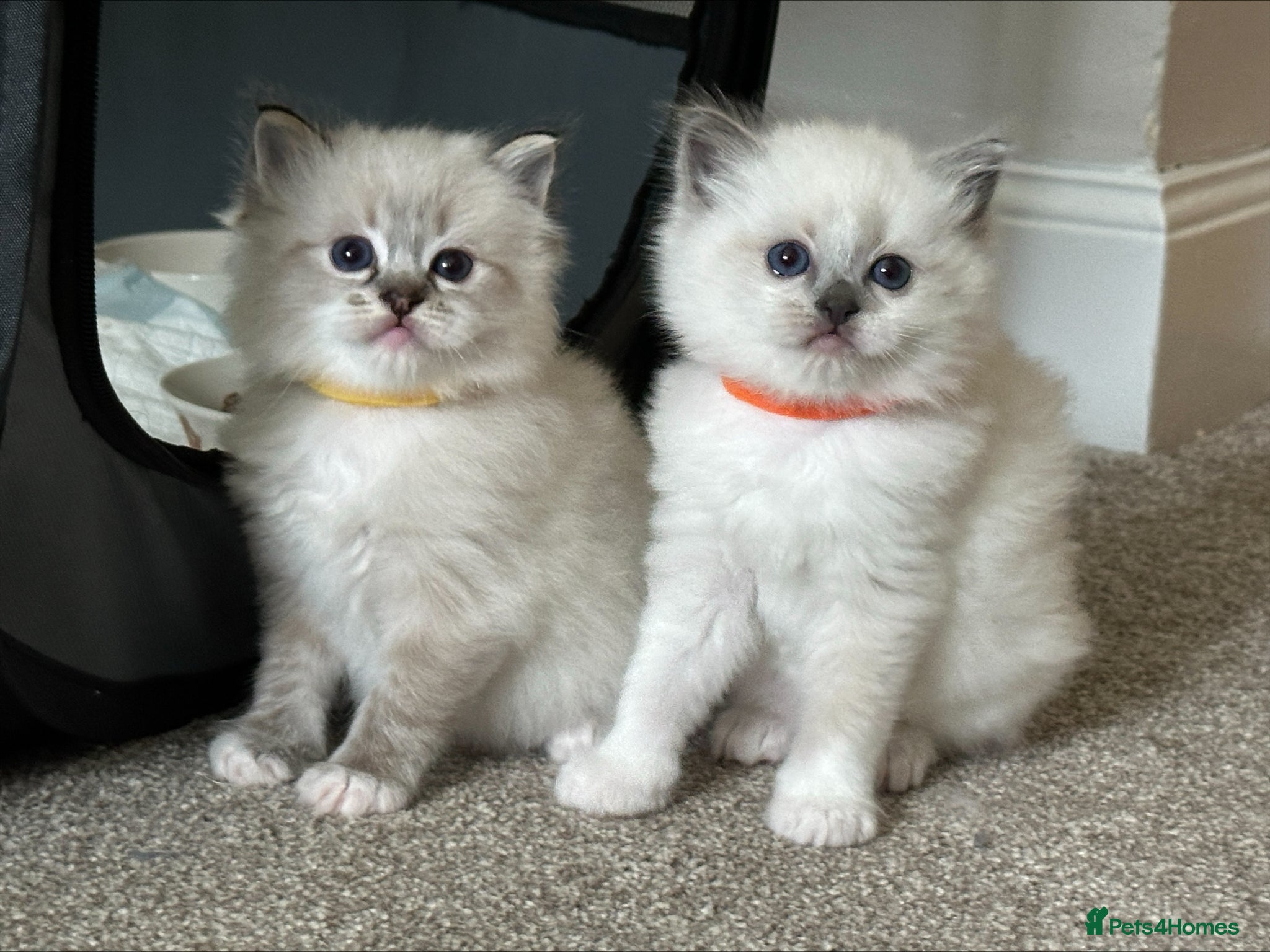 Ragdoll cats Pure Bred Ragdoll Kittens - Advert 1