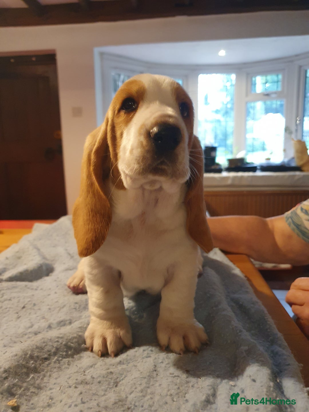 Basset Hound dogs for sale: Basset Hound Puppies 2 R&W boys available - Image 6