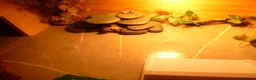 Hermann Tortoise reptiles for sale: 1 Year Old Hermann Tortoise with Tortoise Table - Advert 4
