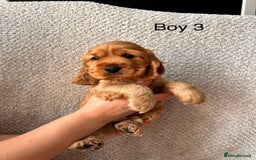 Cocker Spaniel dogs for sale: Golden English Show Cocker Spaniel puppies - Image 30
