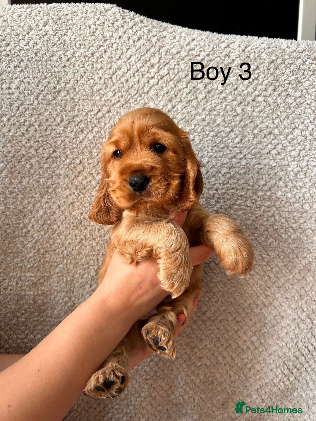 Cocker Spaniel dogs for sale: Golden English Show Cocker Spaniel puppies - Image 30