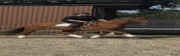 English Thoroughbred horses for sale: Super safe confidence teens horse in Lingfield - Advert 4