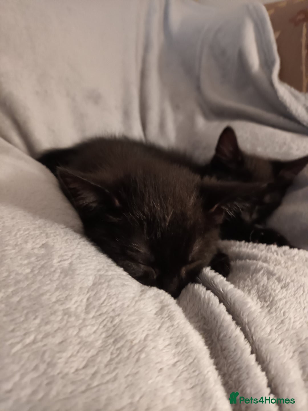 British Shorthair cats for sale: 2 kittens - Image 4