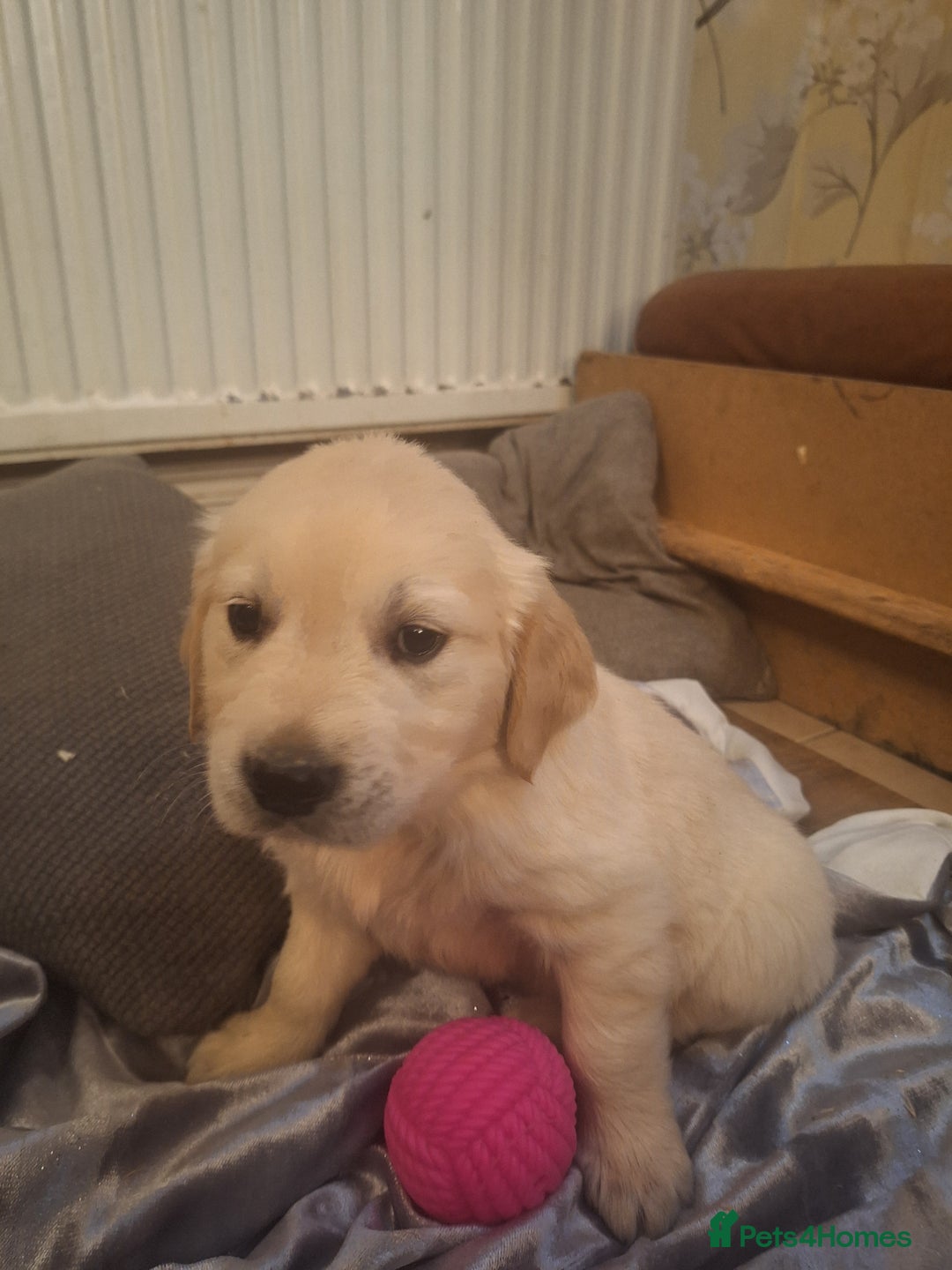 Golden Retriever dogs for sale: ⭐️⭐️Gorgeous White Golden Retriever Pups⭐️⭐️ - Advert 19