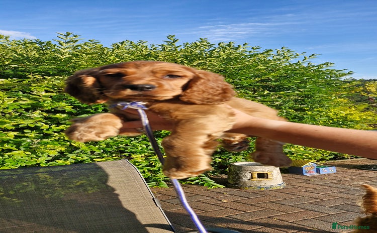 Cocker Spaniel dogs - Advert 1