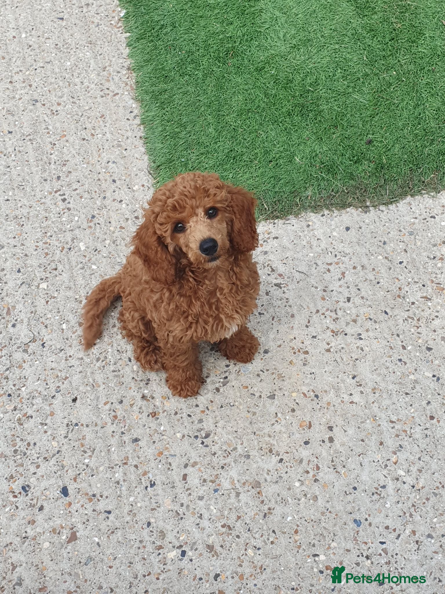 Toy Poodle dogs KC registered toy poodles for loving homes  - Advert 4