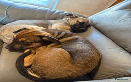 Mixed Breed dogs for sale: Beautiful male puppy  in Rugby - Image 2