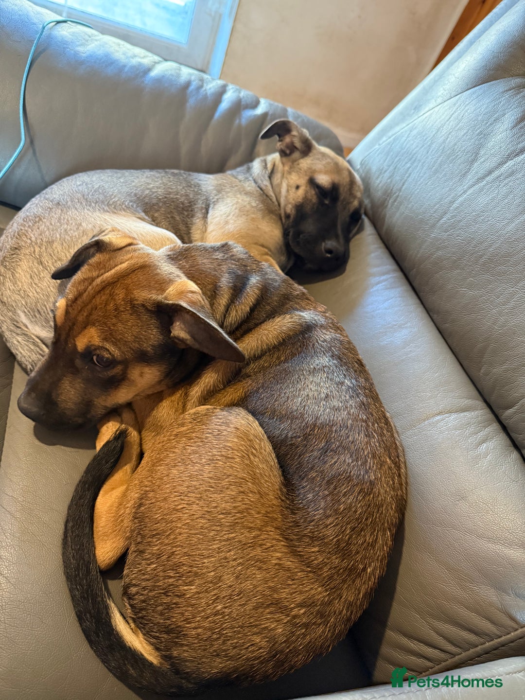 Mixed Breed dogs for sale: Beautiful male puppy  in Rugby - Image 2