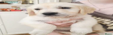 Golden Retriever 2