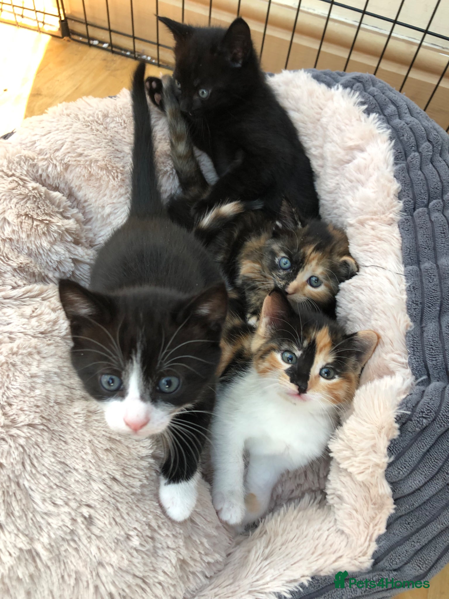 Mixed Breed cats Adorable Kittens Ready for their Forever Homes - Advert 18