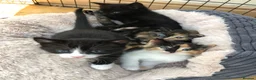 Mixed Breed cats for sale: Adorable Kittens Ready for their Forever Homes - Advert 1