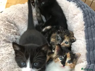 Mixed Breed cats Adorable Kittens Ready for their Forever Homes - Advert 1