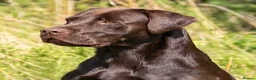 Labrador Retriever dogs for stud: Working chocolate Labrador stud 0/0 hips & elbows - Advert 2