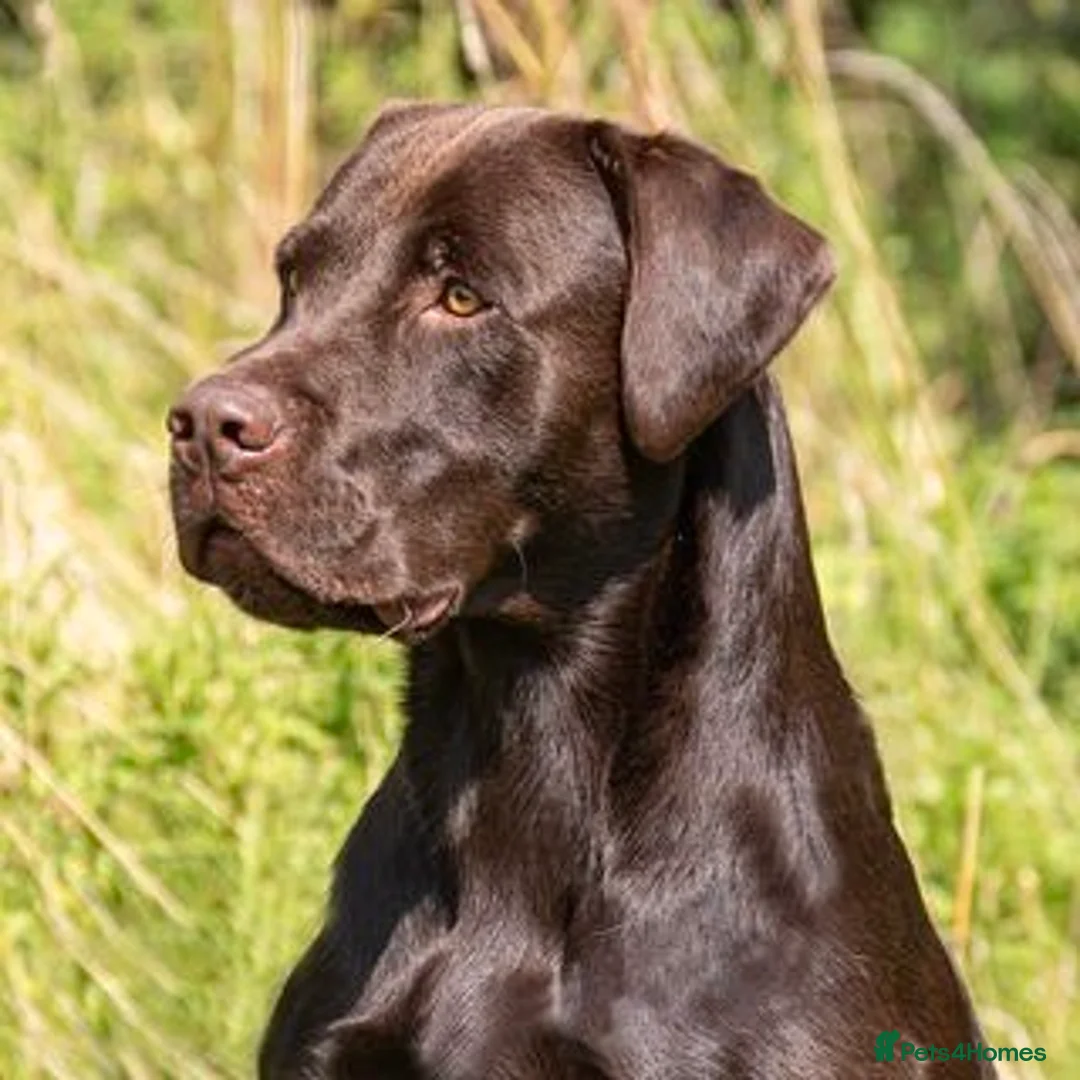 Labrador Retriever dogs for stud: Working chocolate Labrador stud 0/0 hips & elbows - Advert 2