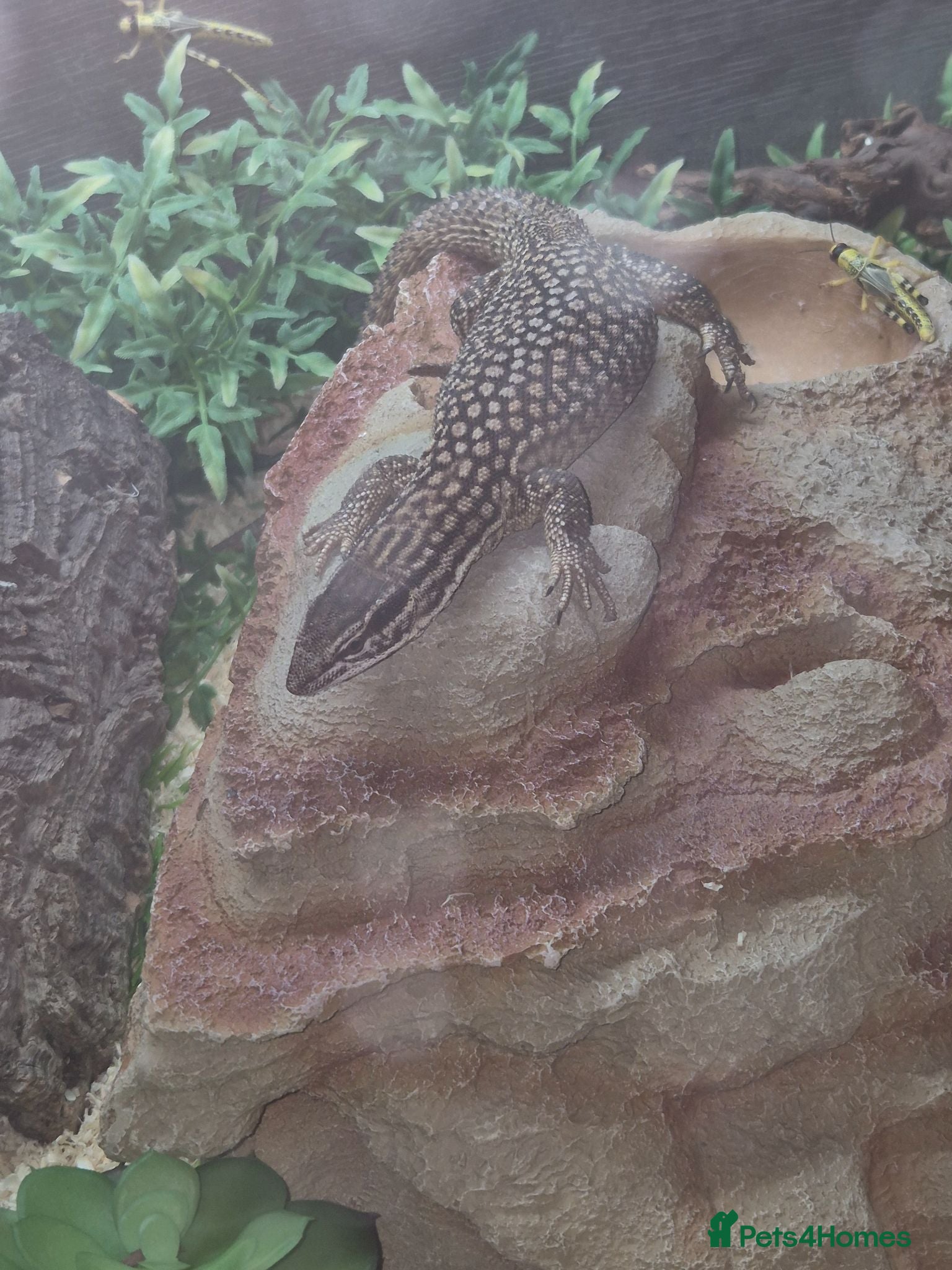 Monitor reptiles 7 month old ackie monitor and vivarium - Advert 6
