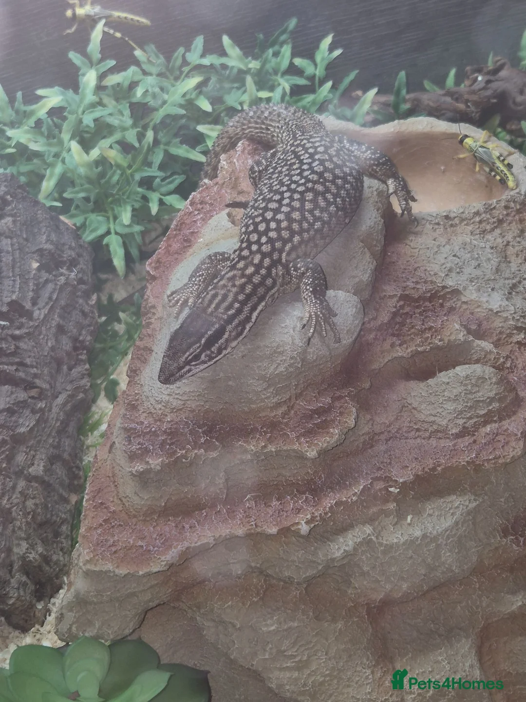 Monitor reptiles for sale: 7 month old ackie monitor and vivarium - Advert 1