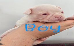 Mixed Breed dogs for sale: Last Beautiful Pink Frenchton Boy Pup Available  - Image 30
