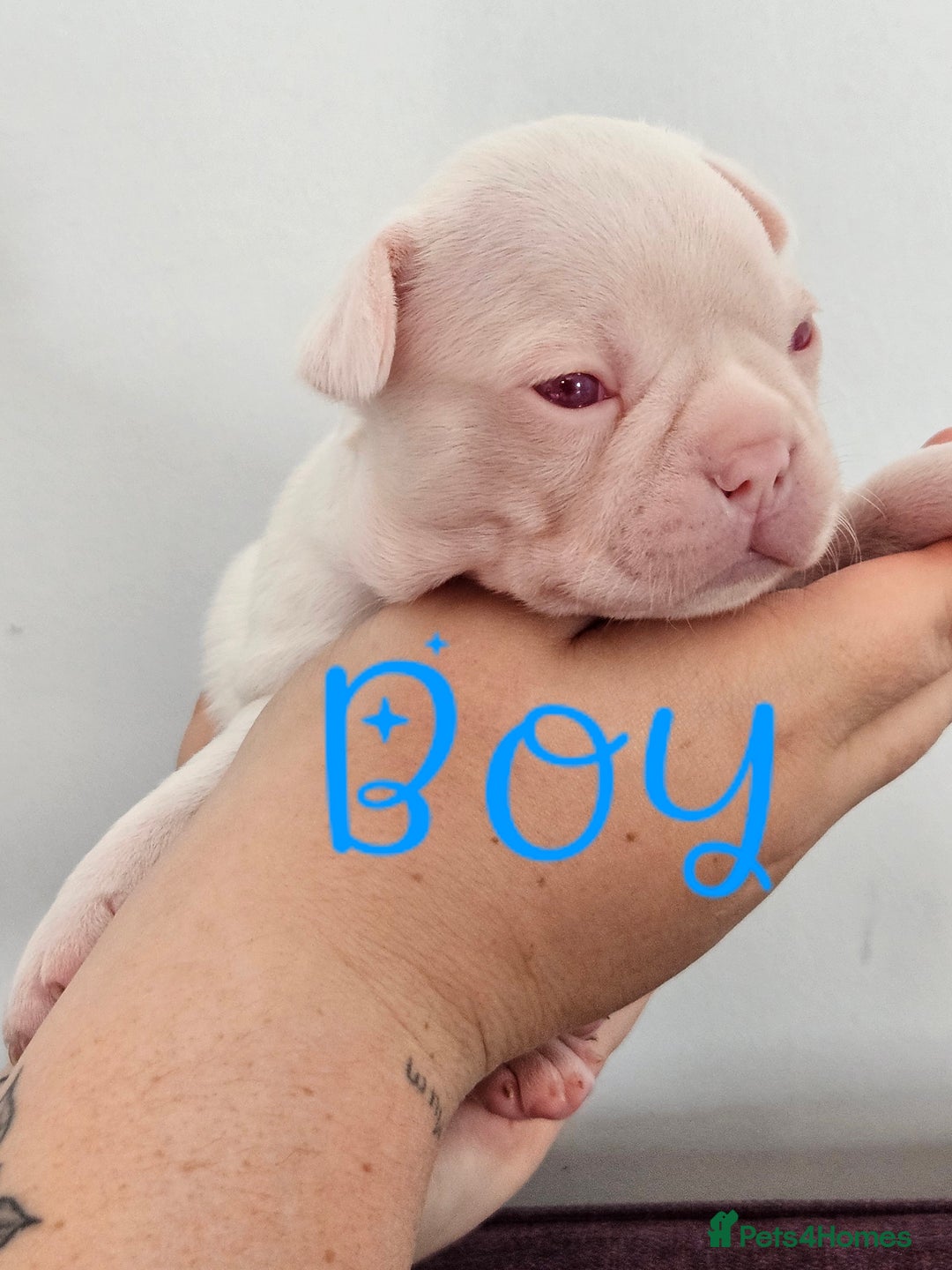 Mixed Breed dogs for sale: Last Beautiful Pink Frenchton Boy Pup Available  - Image 30