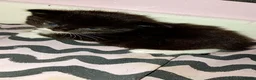 Mixed Breed cats for sale: 3 cute kittens looking for their forever homes - Advert 20