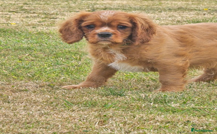 Cavalier King Charles Spaniel dogs in Shrewsbury - Advert 11