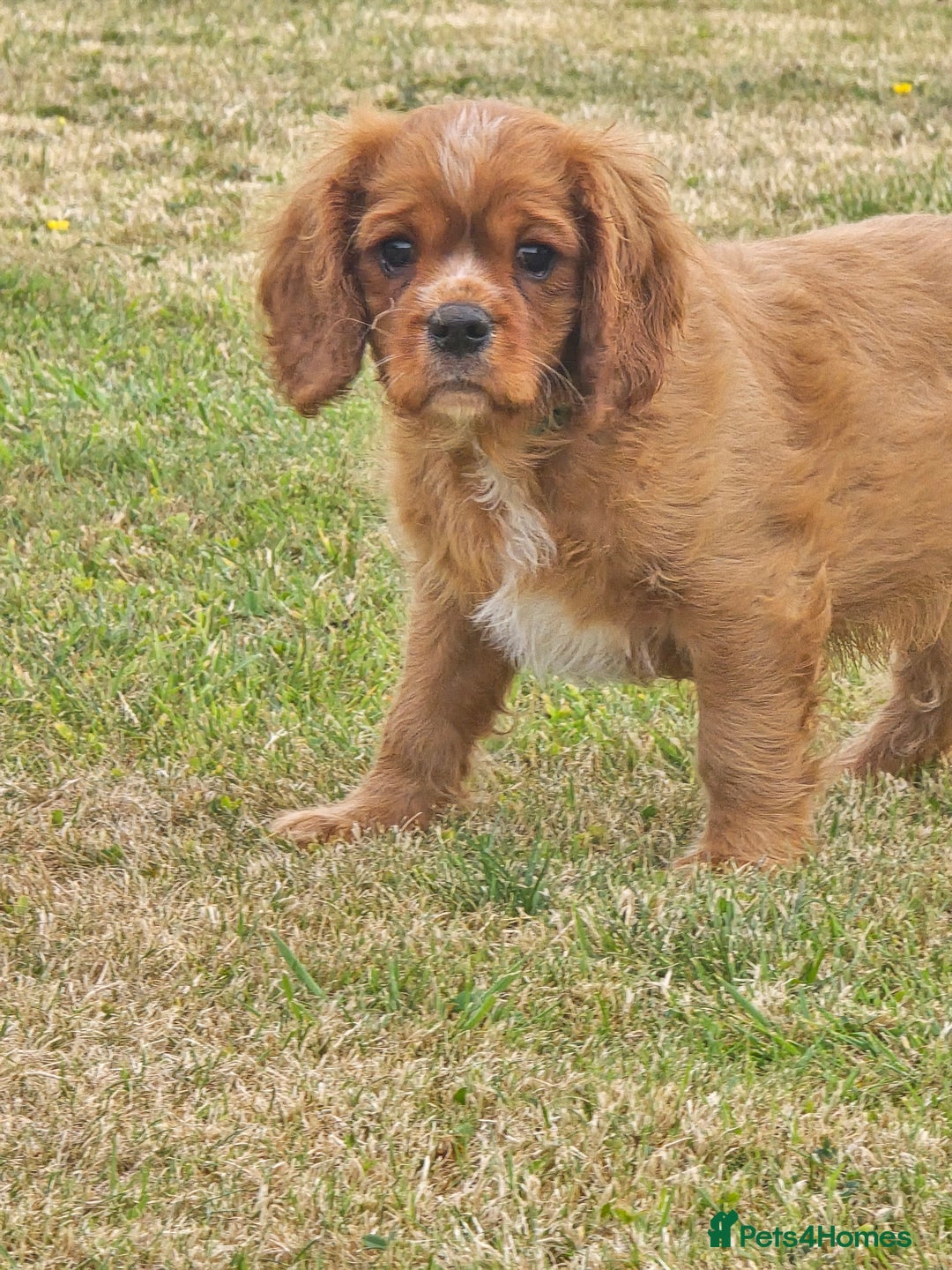 Cavalier King Charles Spaniel dogs for sale: ALL RESERVED in Shrewsbury - Image 1