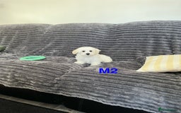 Maltese dogs for sale: Bichon puppies  in Coventry - Image 10