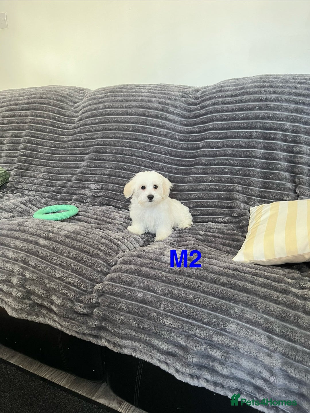Maltese dogs for sale: Bichon puppies  in Coventry - Image 10