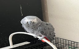 Parrots birds for sale: African grey parrot - Advert 3