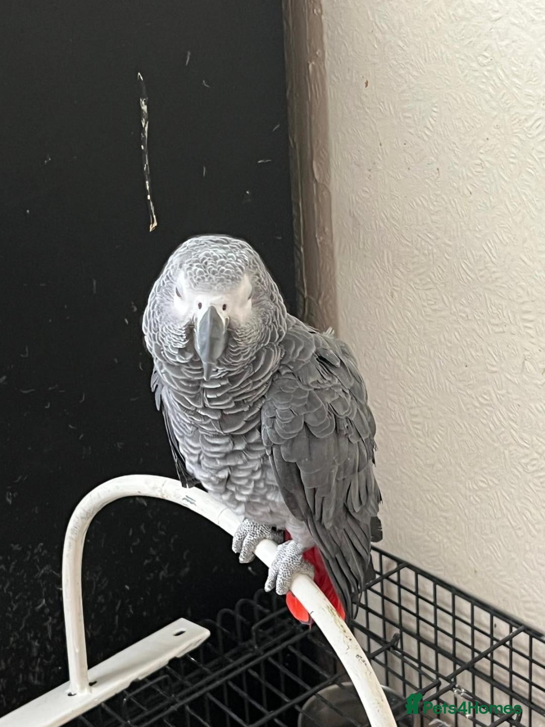 Parrots birds for sale: African grey parrot - Advert 3