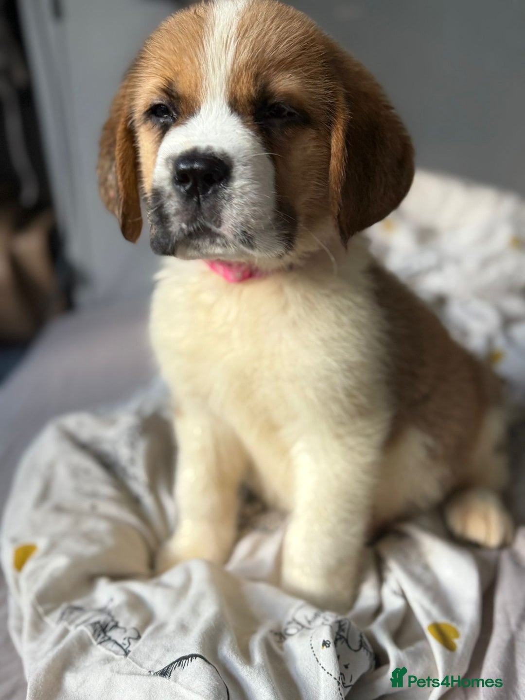 Saint Bernard dogs for sale: Saint bernard female  - Image 3