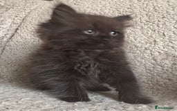 Ragdoll cats for sale: Gorgeous Kittens Available  - Image 11