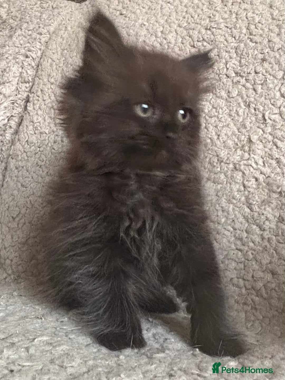 Ragdoll cats for sale: Gorgeous Kittens Available  - Image 11