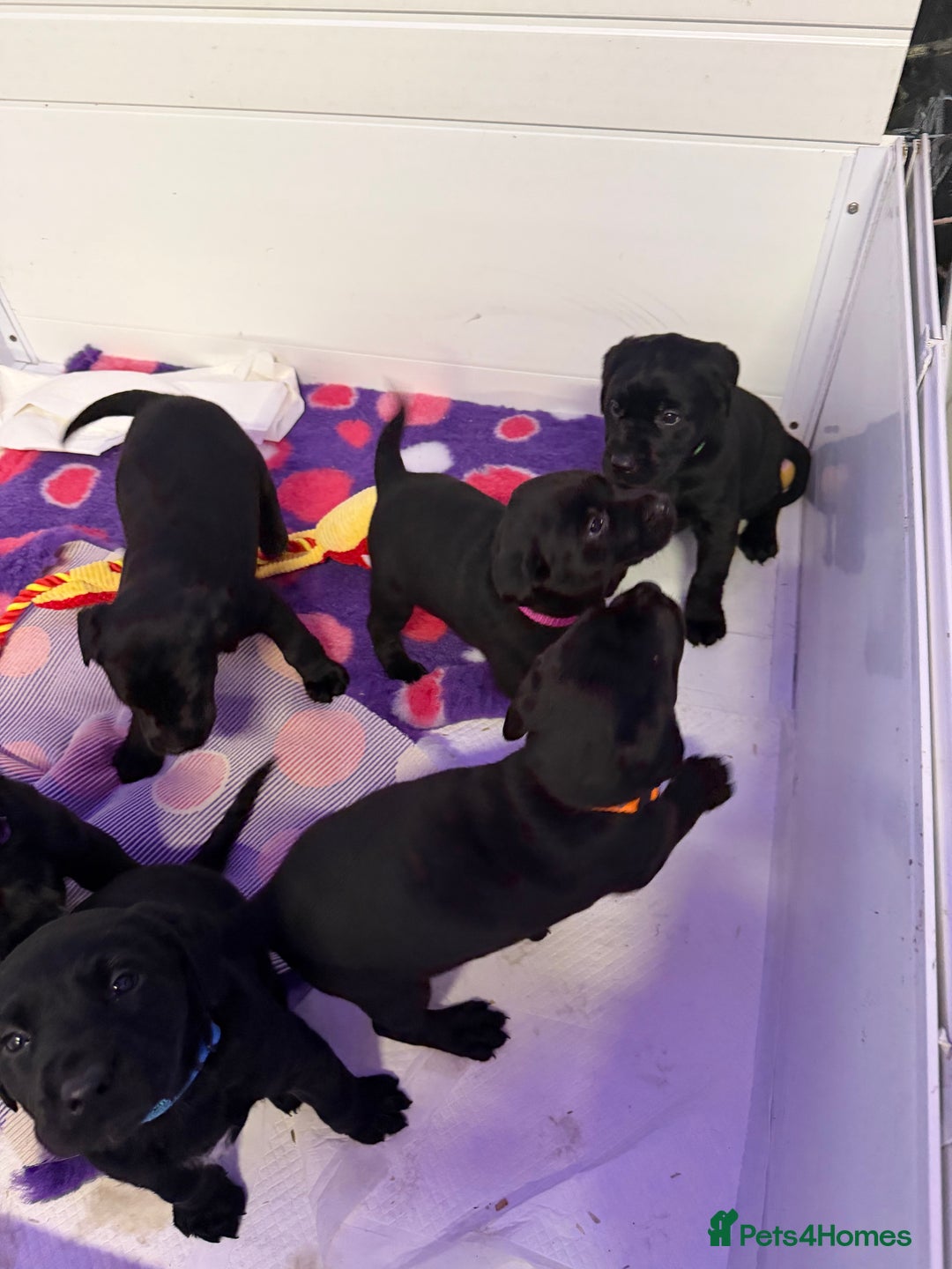 Labrador Retriever dogs for sale: Labradors 6 chunky black boys and 1 little girl - Advert 19