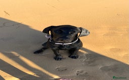 Hungarian Vizsla dogs for sale: Vizlador Female 10 months old  - Image 4