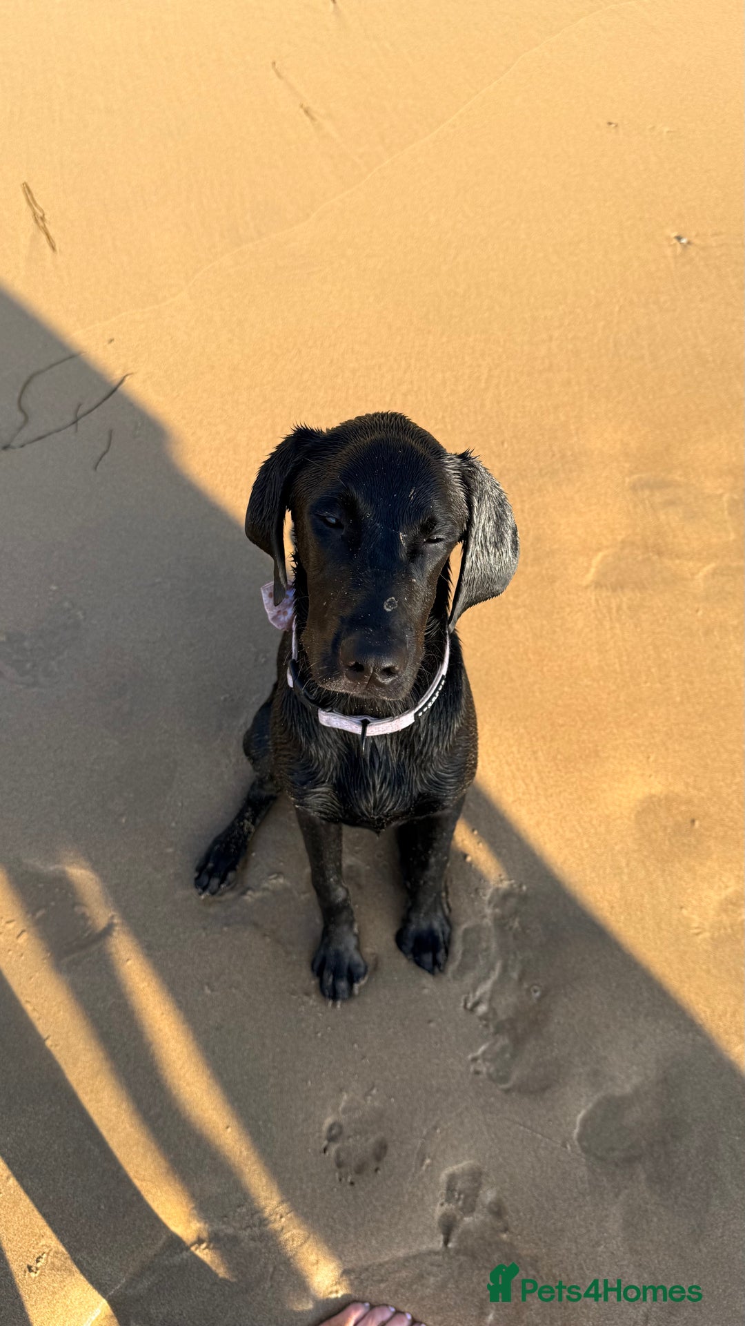 Hungarian Vizsla dogs for sale: Vizlador Female 10 months old  - Image 4