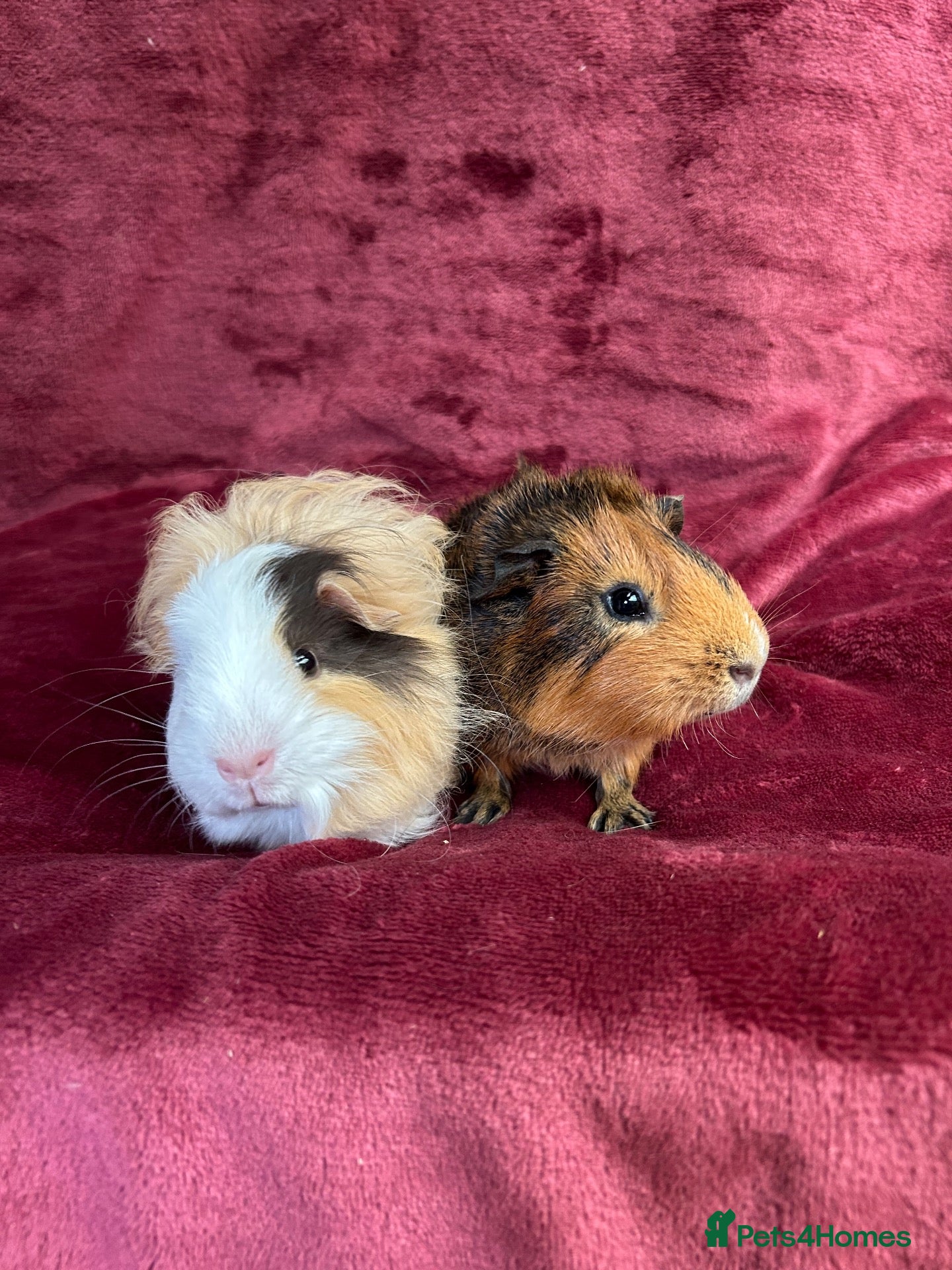 Guinea Pig rodents 2 Baby boy guinea pigs - Advert 1